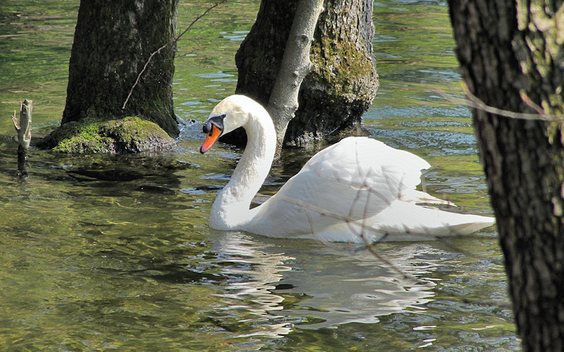 Cigni al parco